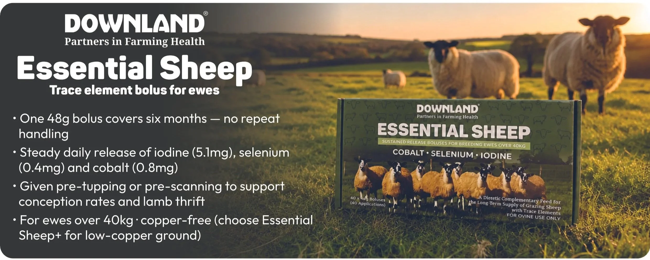 Downland Essential Sheep