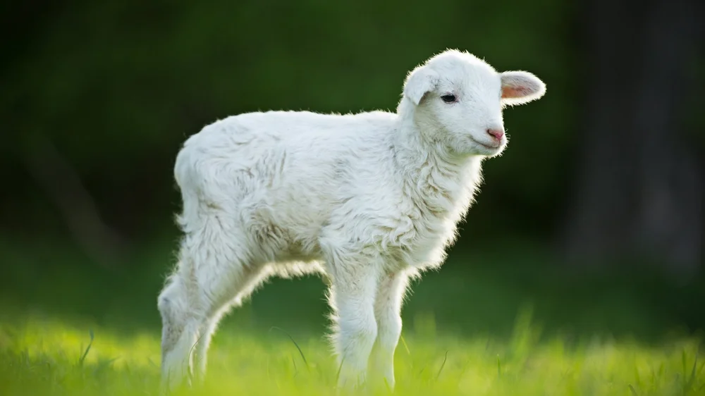 A single white lamb standing in grass