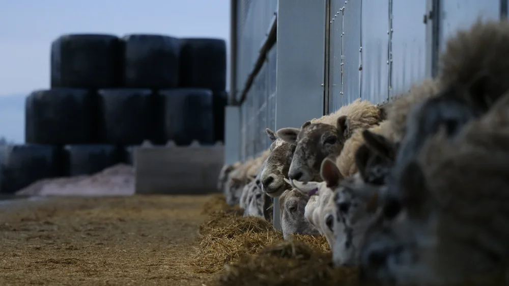 Ewes feeding at a barrier in a straw-bedded shed, big bales stacked behind