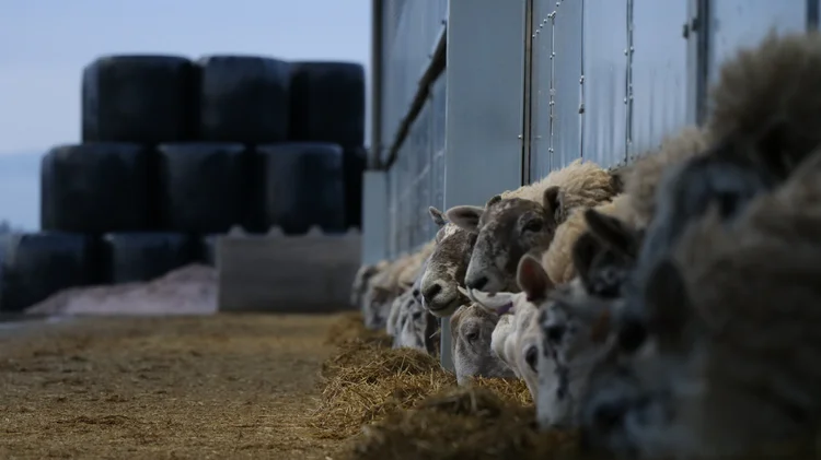 Ewes feeding at a barrier in a straw-bedded shed