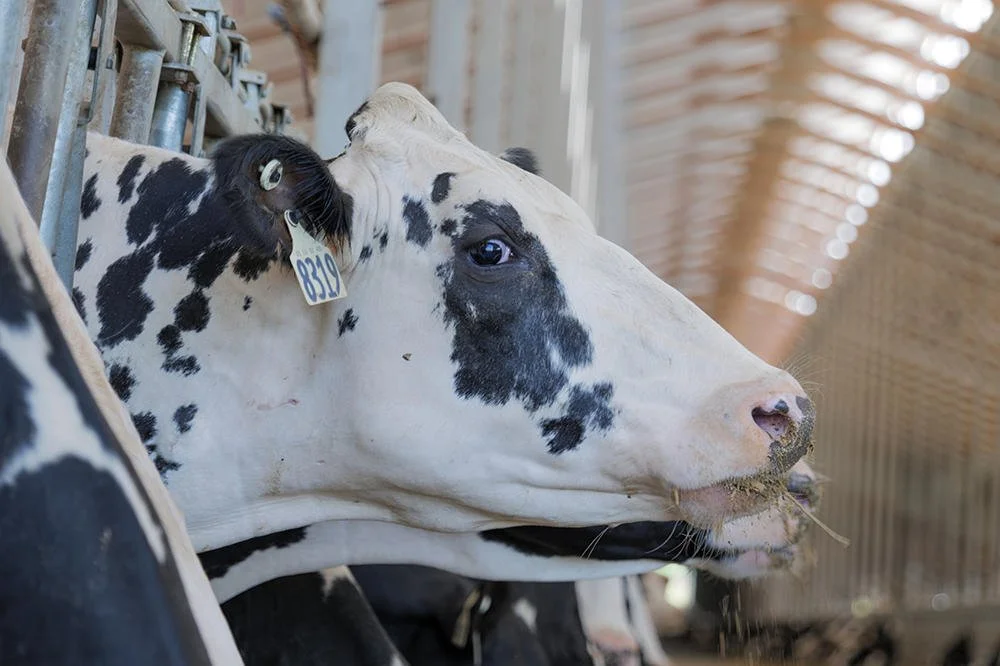 A Holstein cow at the barrier in a cubicle shed