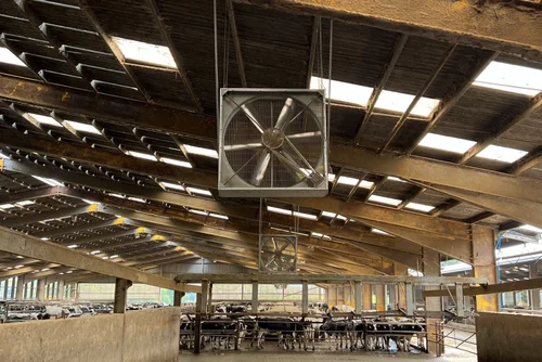 Belt driven ventilation fan hung in the roof of a dairy shed
