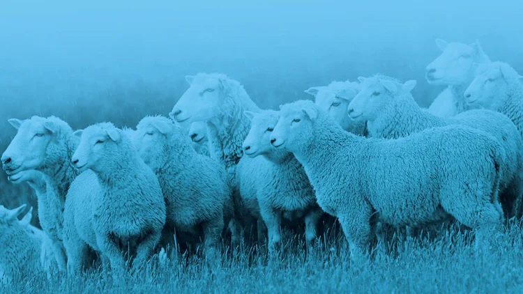 Flock of sheep, the stock class most often tested for worm burden
