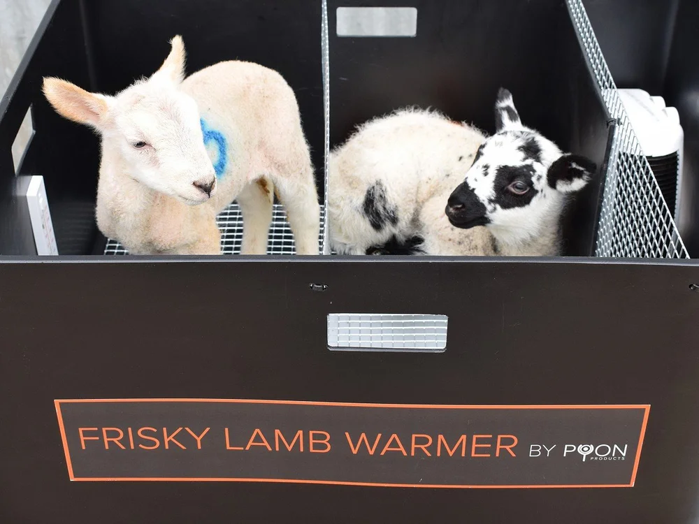Two lambs side by side in separate compartments of a Frisky lamb warmer