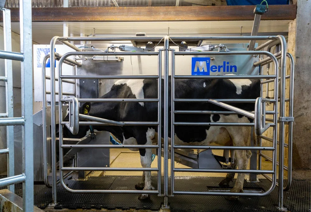 Two cows standing in a Fullwood Merlin robot box, the Merlin panel above them