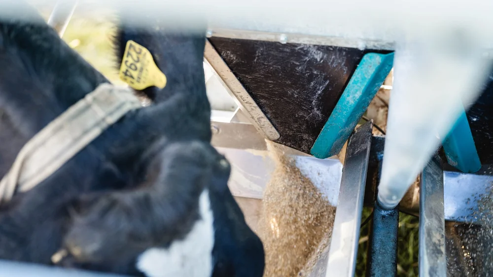 Dairy cow feeding her individual concentrate ration at the Hanskamp FeedStation Mobile