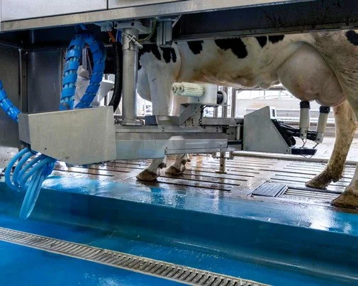 The Fullwood Merlin's robot arm attaching the cluster beneath a cow