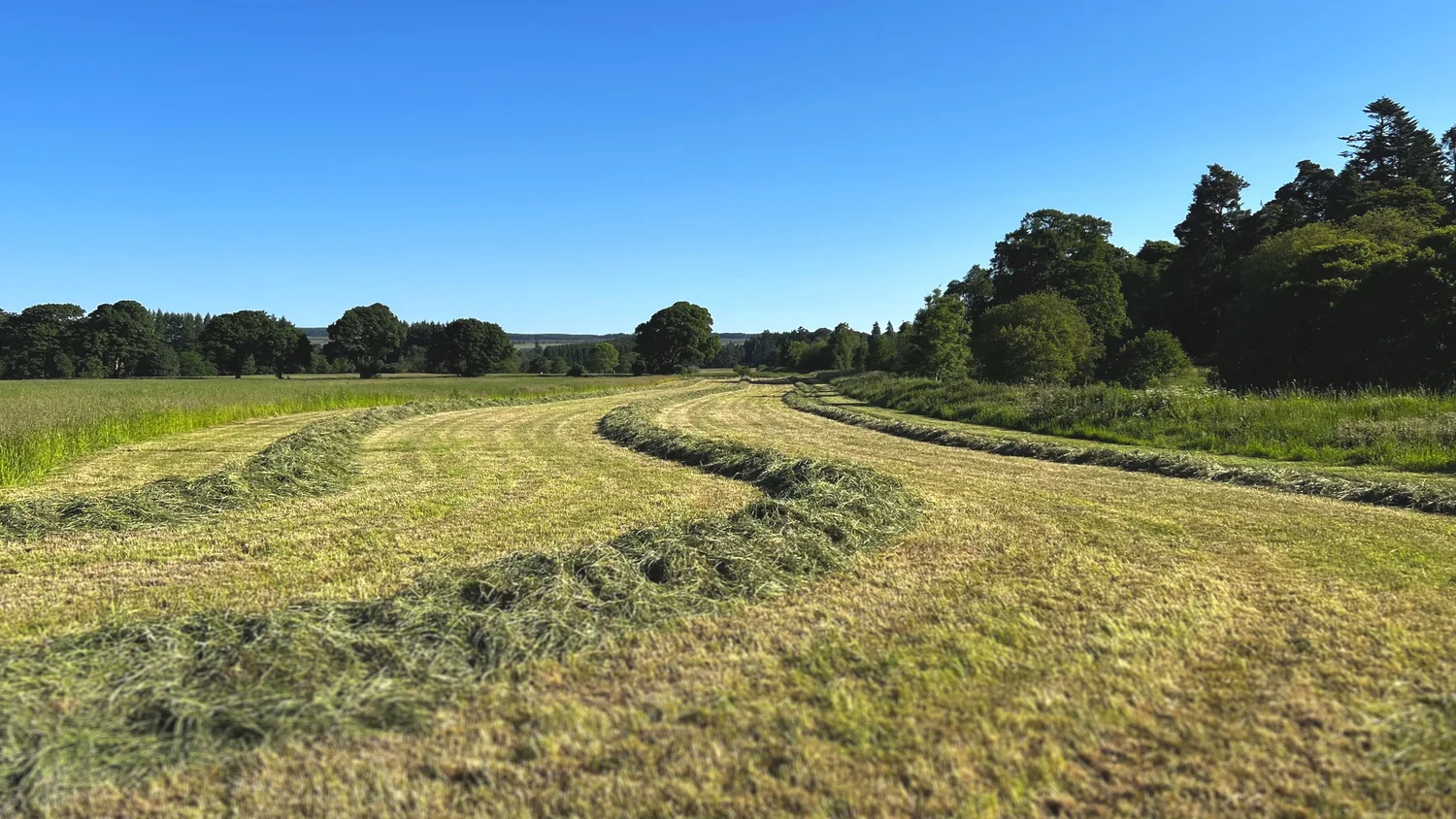 Mown grass lying in swaths across a Scottish field, ready for baling