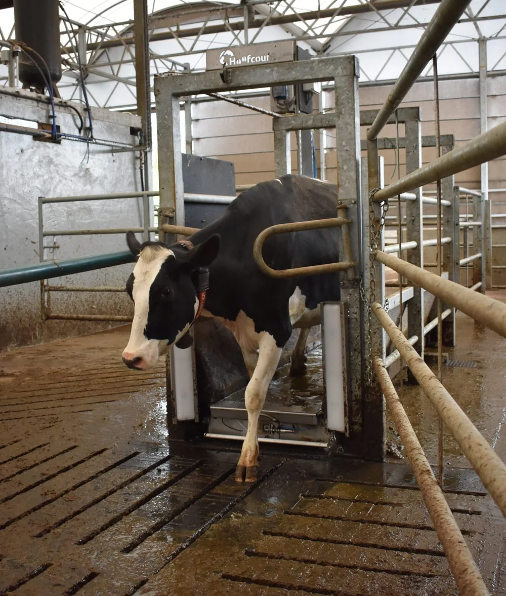 A Holstein cow stepping out of a Hoofcount footbath between the two PediVue light bars, head turned towards the camera