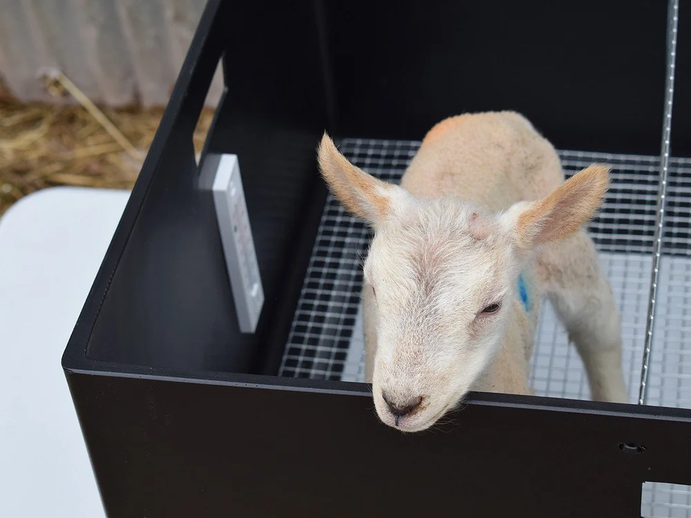A single lamb standing in an open Frisky lamb warmer, looking out over the side