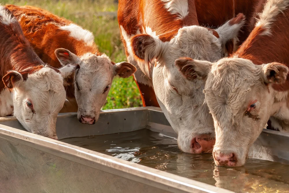 Beef cattle with their heads down at a feed trough