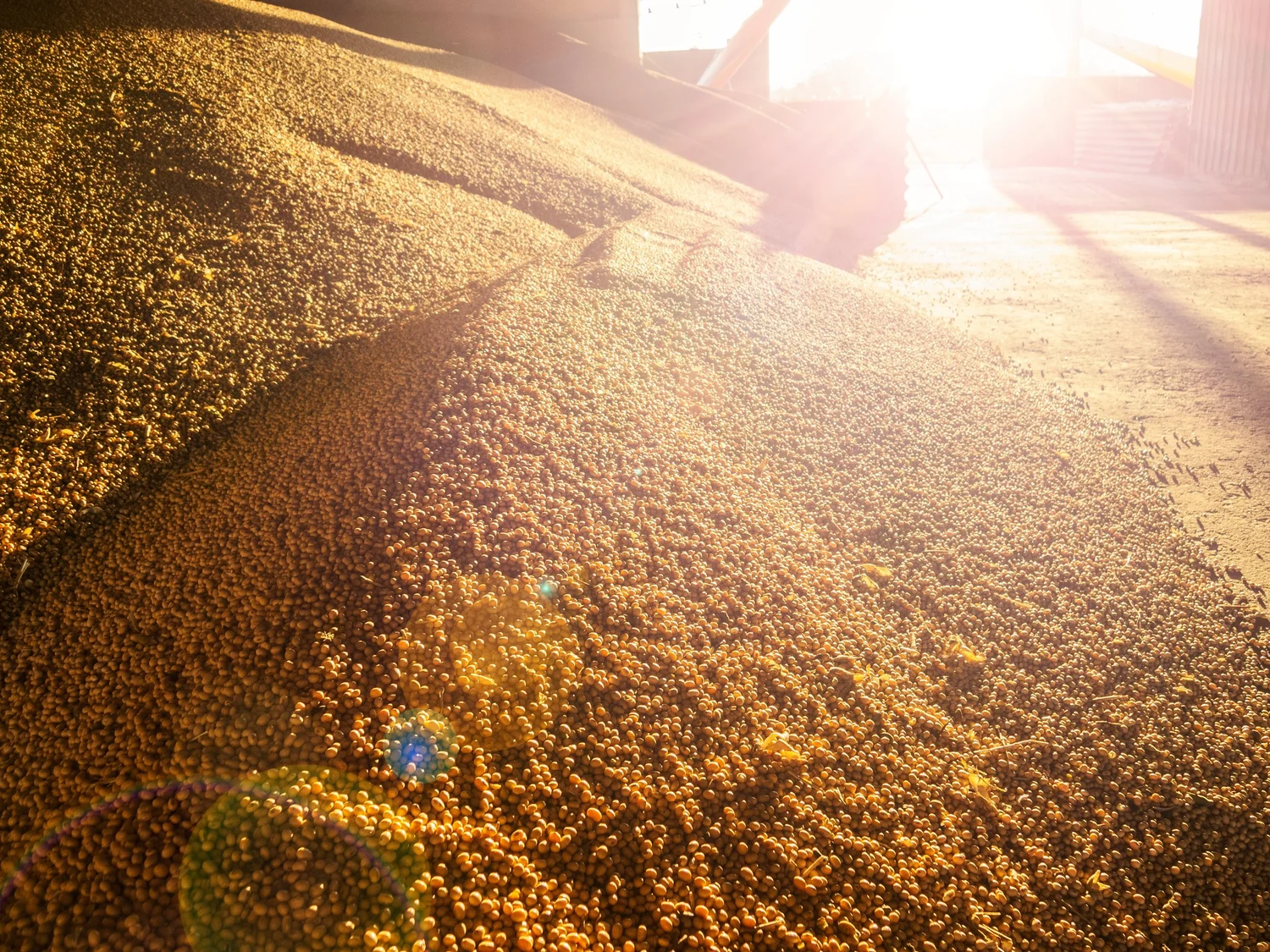 Harvested cereal grain pouring from a spout into a trailer at harvest