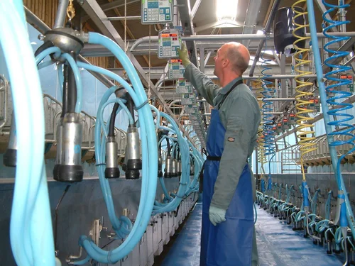 A McCaskie engineer working in the pit of a herringbone milking parlour, clusters and airlines above him