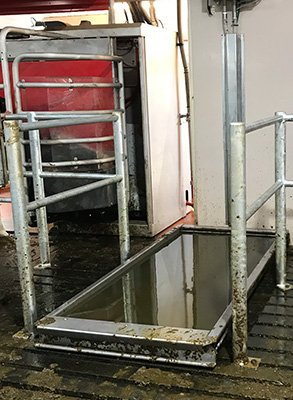 A Hoofcount footbath in a narrow galvanised race on a robot farm, the bath full and the floor wet