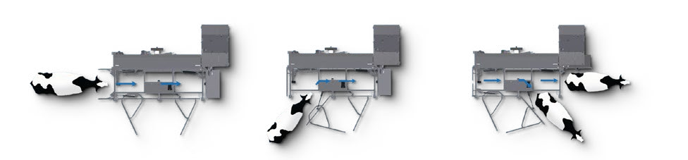 Three diagrams showing a cow entering and leaving a Merlin robot straight ahead and from the side