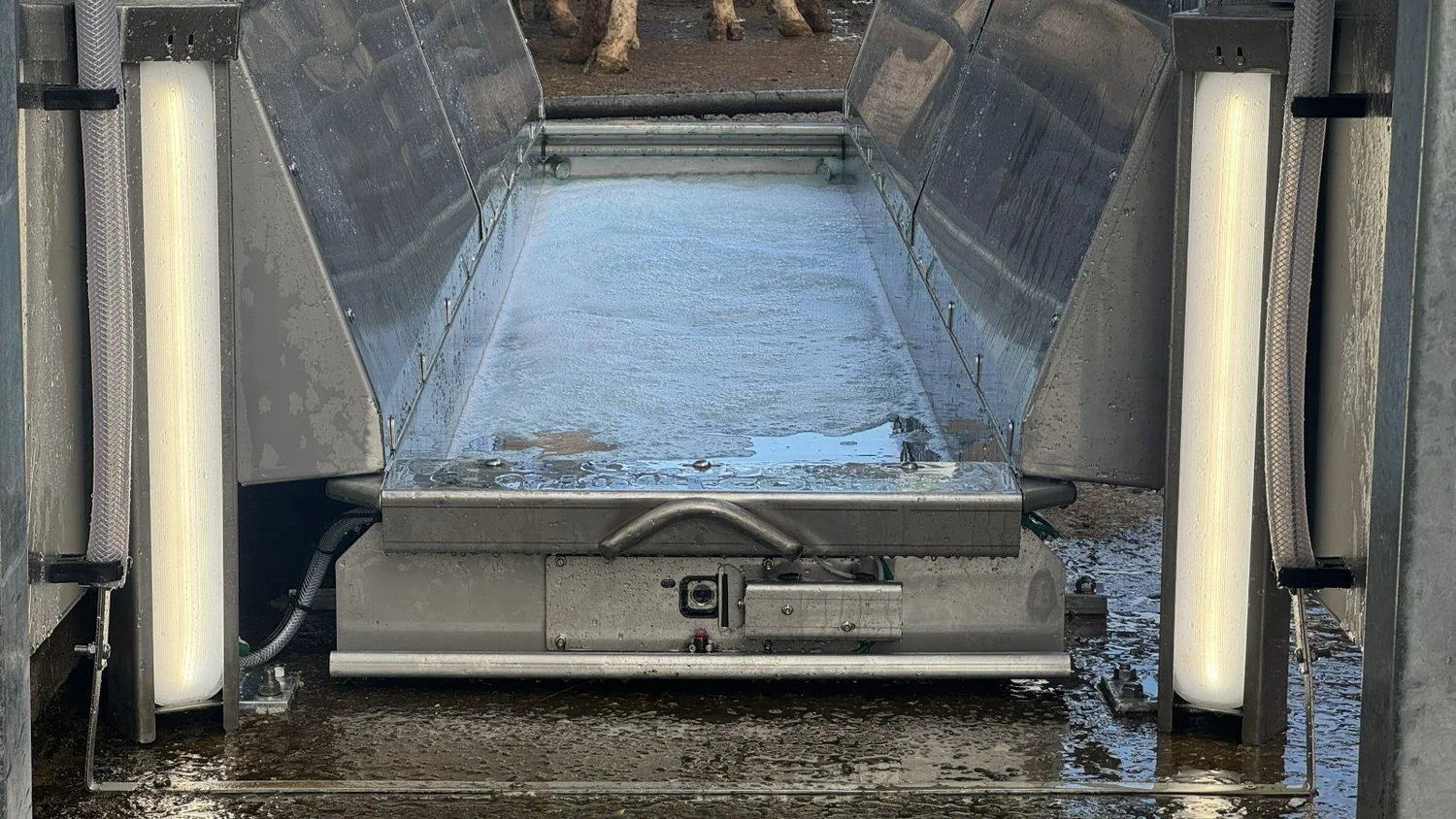 The exit end of a stainless Hoofcount automatic footbath, full and wet, with the PediVue camera housing on the rail and a light bar either side