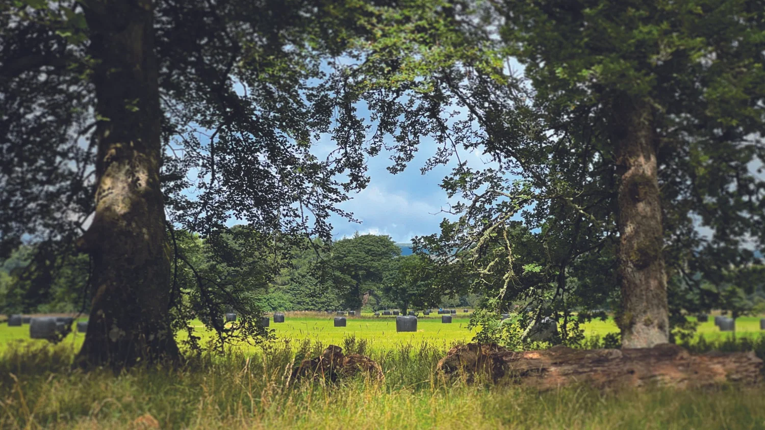 Round silage bales on a sunlit Scottish field, seen between two trees