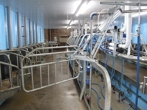 Steel gates at the cows' entry to the parlour, with the stalls running down the right-hand side