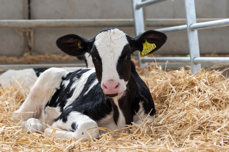 Holstein calf lying on straw bedding in a shed