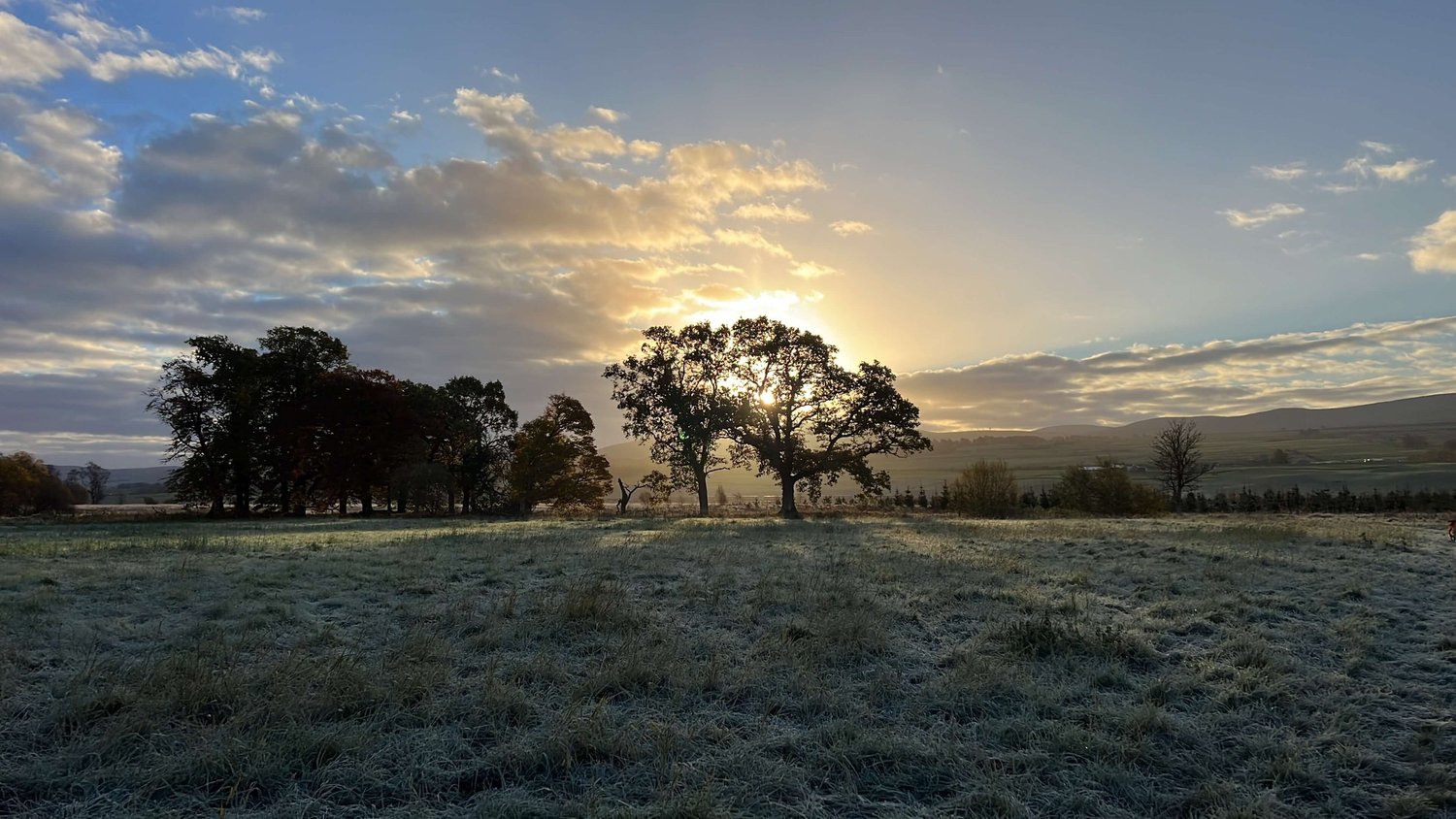 Sunrise over a frosted field, the sun breaking through a stand of oak trees with hills beyond