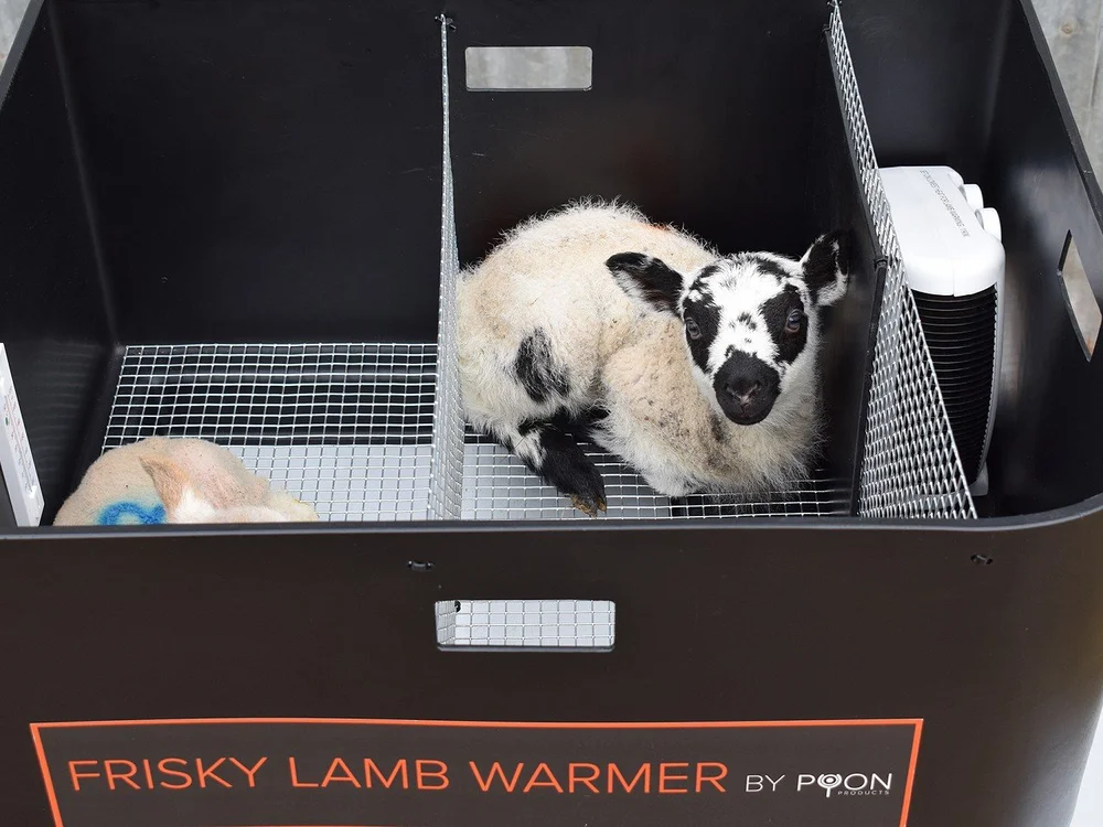 Two lambs in a Frisky lamb warmer with the branded front panel visible