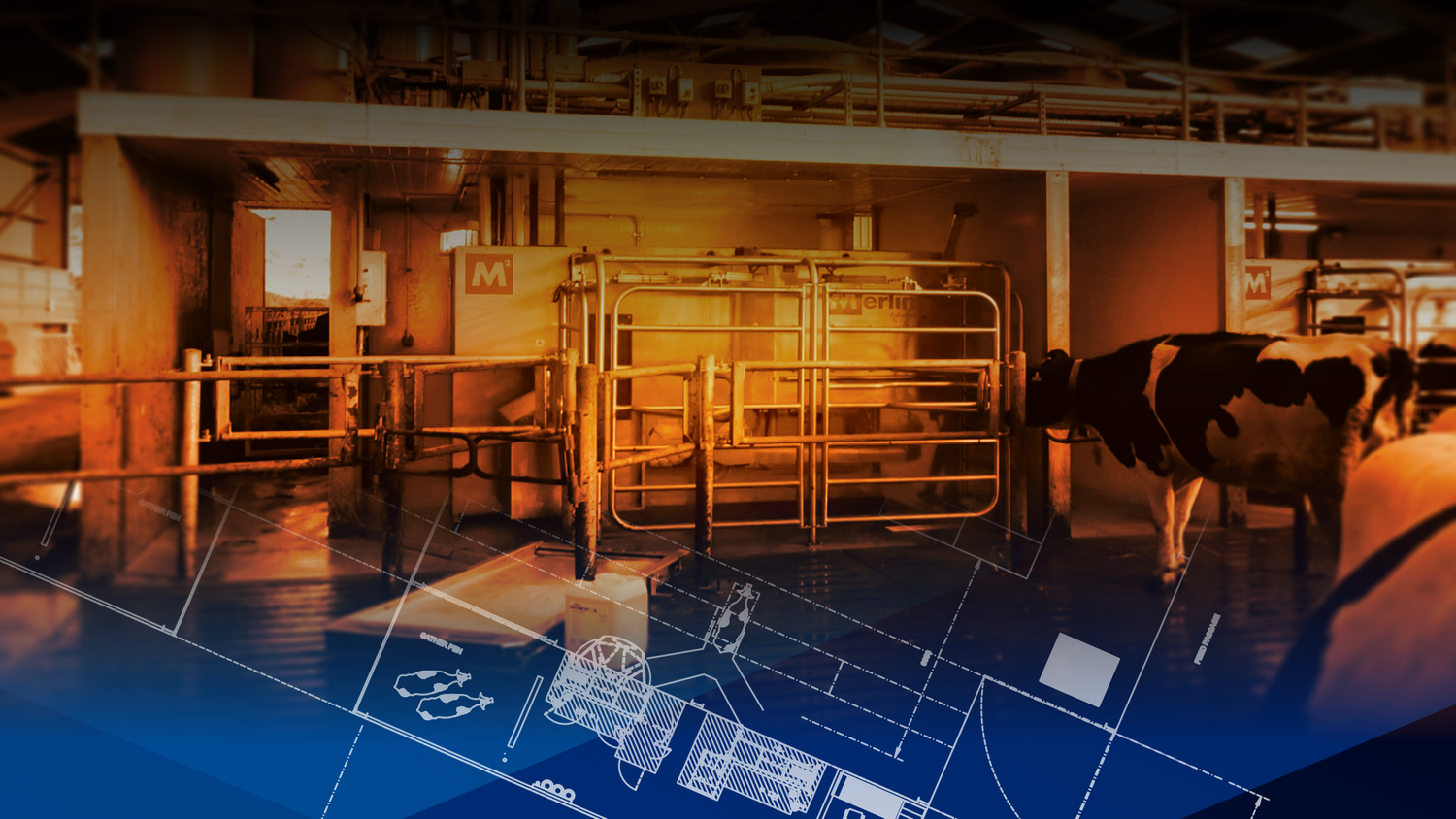 Inside a dairy parlour with Fullwood Merlin robot boxes and a Holstein cow, overlaid with a shed blueprint, in the orange and navy treatment used on the McCaskie Beyond the Machine brochure