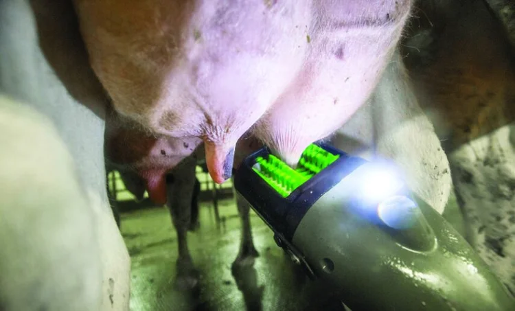 FutureCow Teatscrubber cleaning a dairy cow's teats before milking