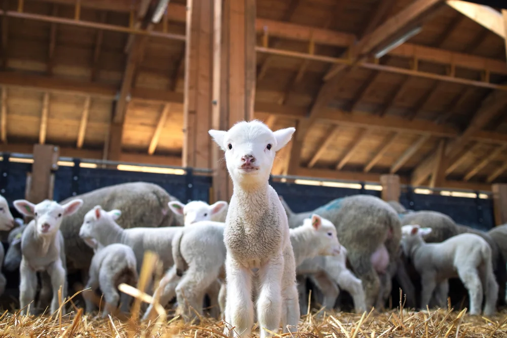 A lamb looking at the camera in a straw-bedded barn with the flock behind
