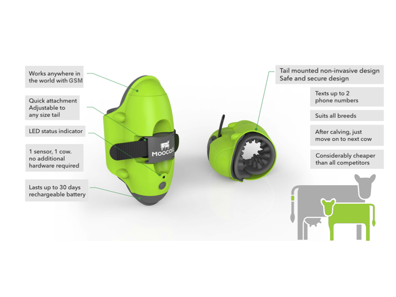 A Moocall calving sensor unit, a small moulded device that clamps onto a cow's tail