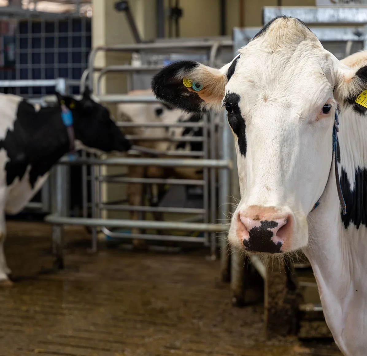 A Holstein cow with yellow ear tags standing in a cubicle shed