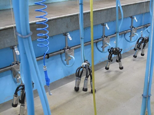 Milking clusters hanging ready at the stalls, with blue milk tubes and a coiled air line