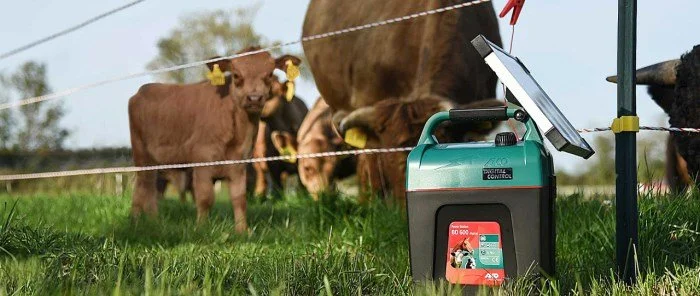 Cattle grazing behind an electric fence with a solar-powered energiser