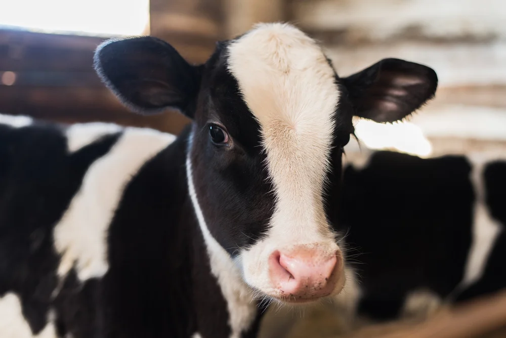 A Holstein calf in a shed, close up
