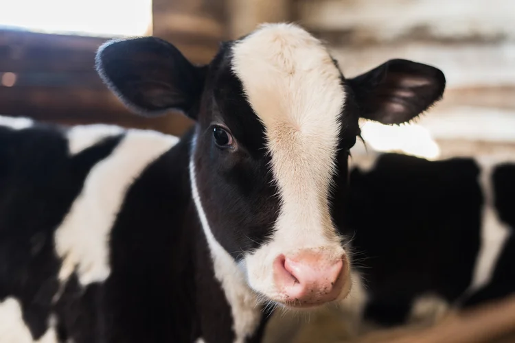 A Holstein calf in a shed, close up