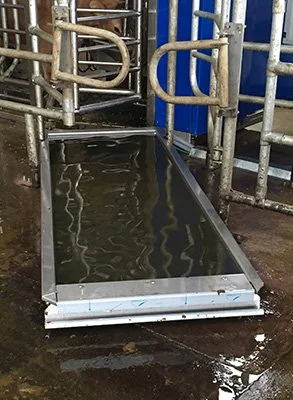 A Hoofcount footbath set into the exit race of a milking robot, with galvanised guide gates on both sides