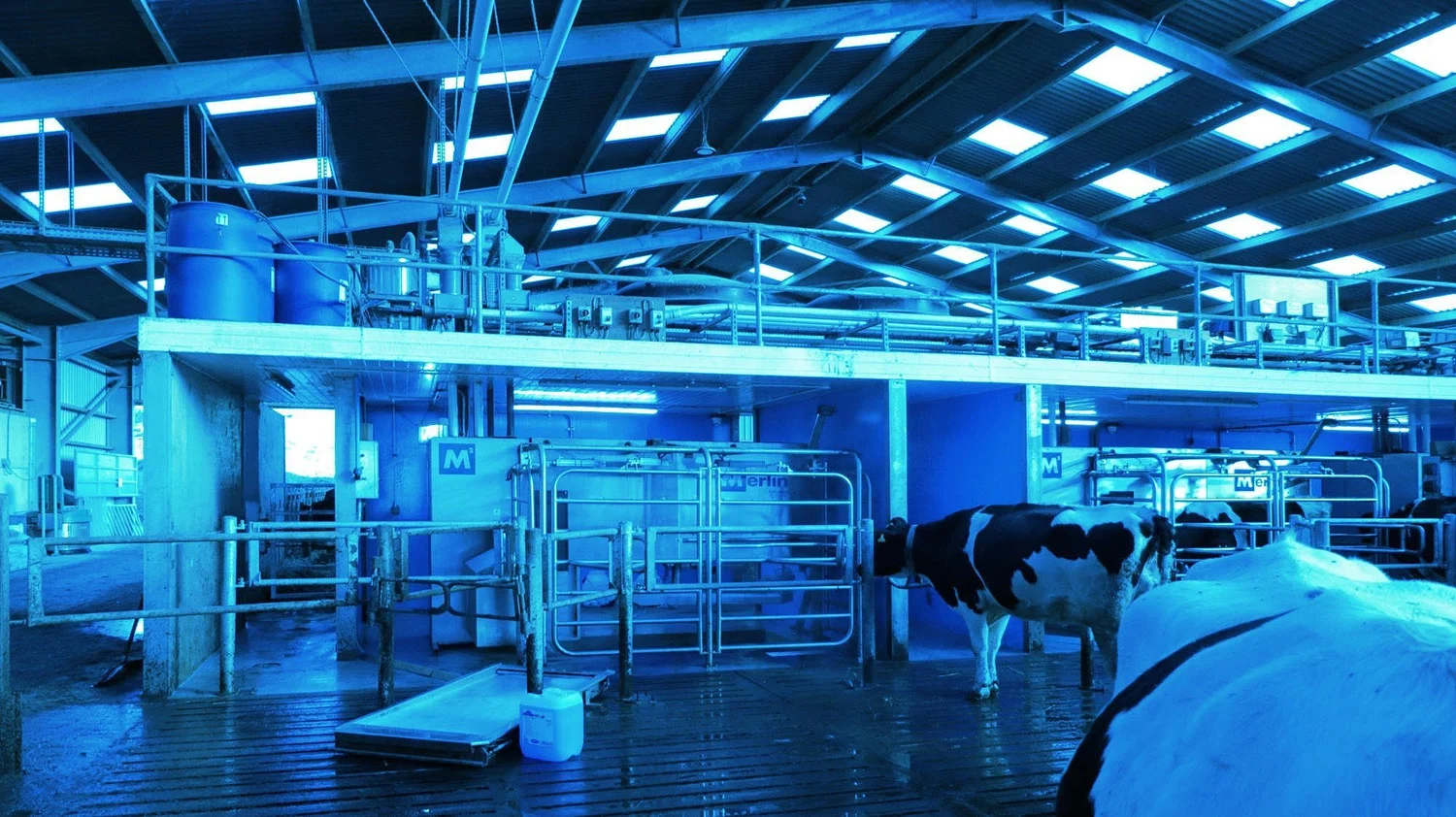 The interior of a Scottish robotic milking house at Bathgate, lit blue, with a Holstein cow walking past two Merlin robot boxes