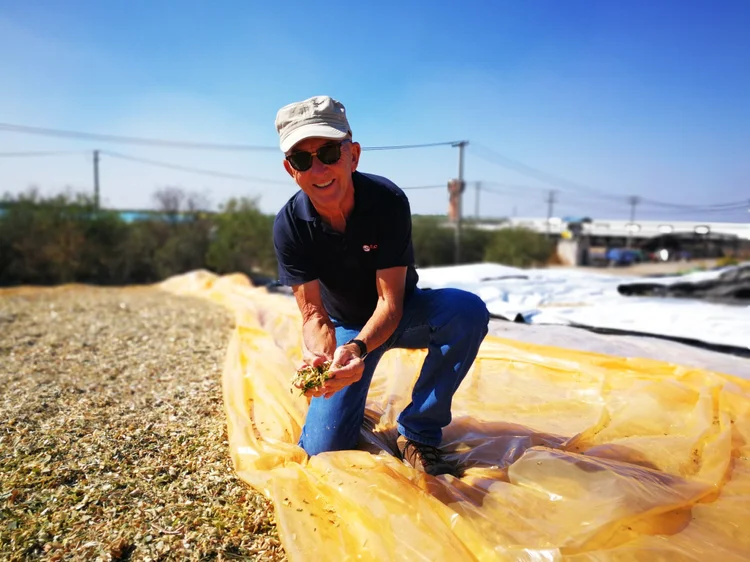McCaskie representative kneeling on yellow silage sheeting, inspecting a handful of crop