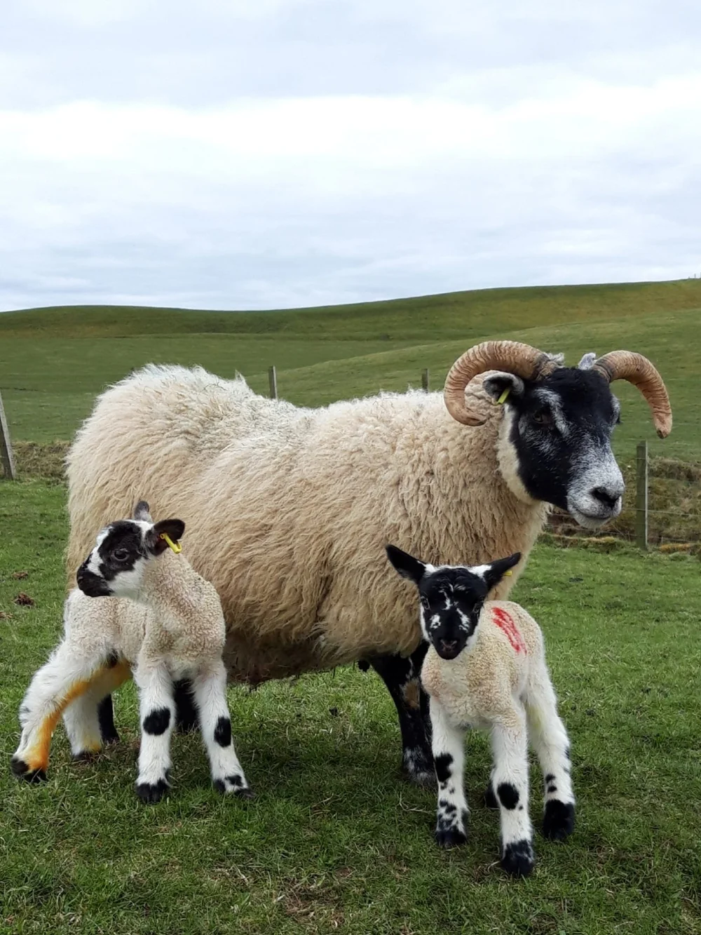 A Blackface ewe with twin lambs on hill grazing, both lambs wearing yellow ear tags