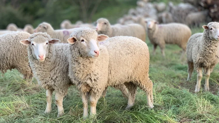 Flock of sheep grazing in a grass field