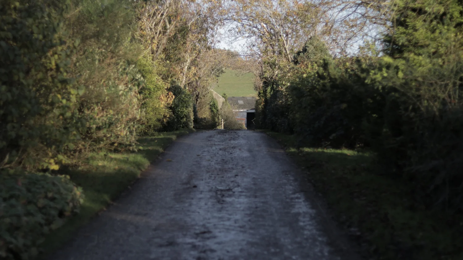 A farm lane between autumn hedges running up to a farm steading