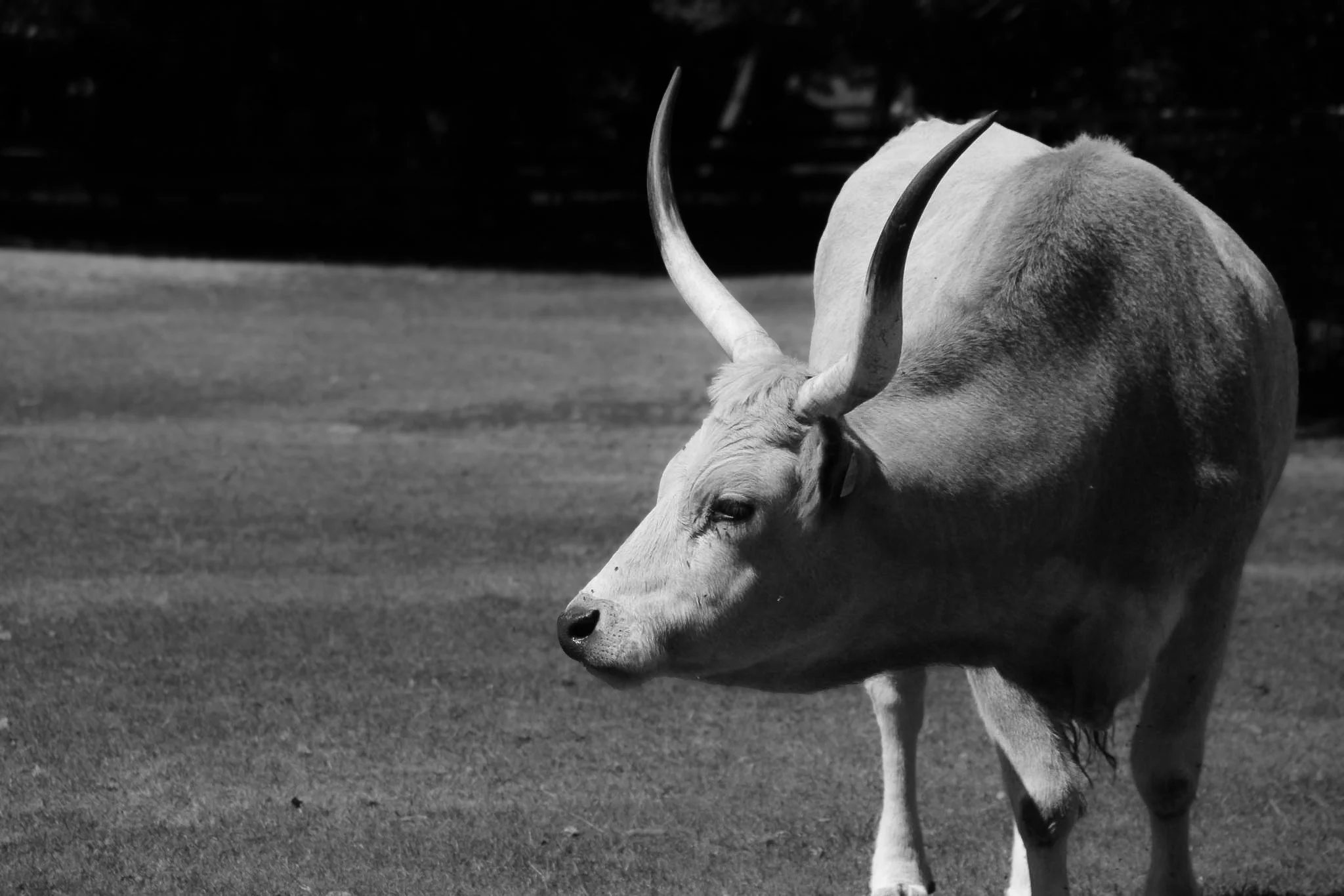 Schwarz-weiß-Foto eines Nashorns, das auf einer Wiese steht.