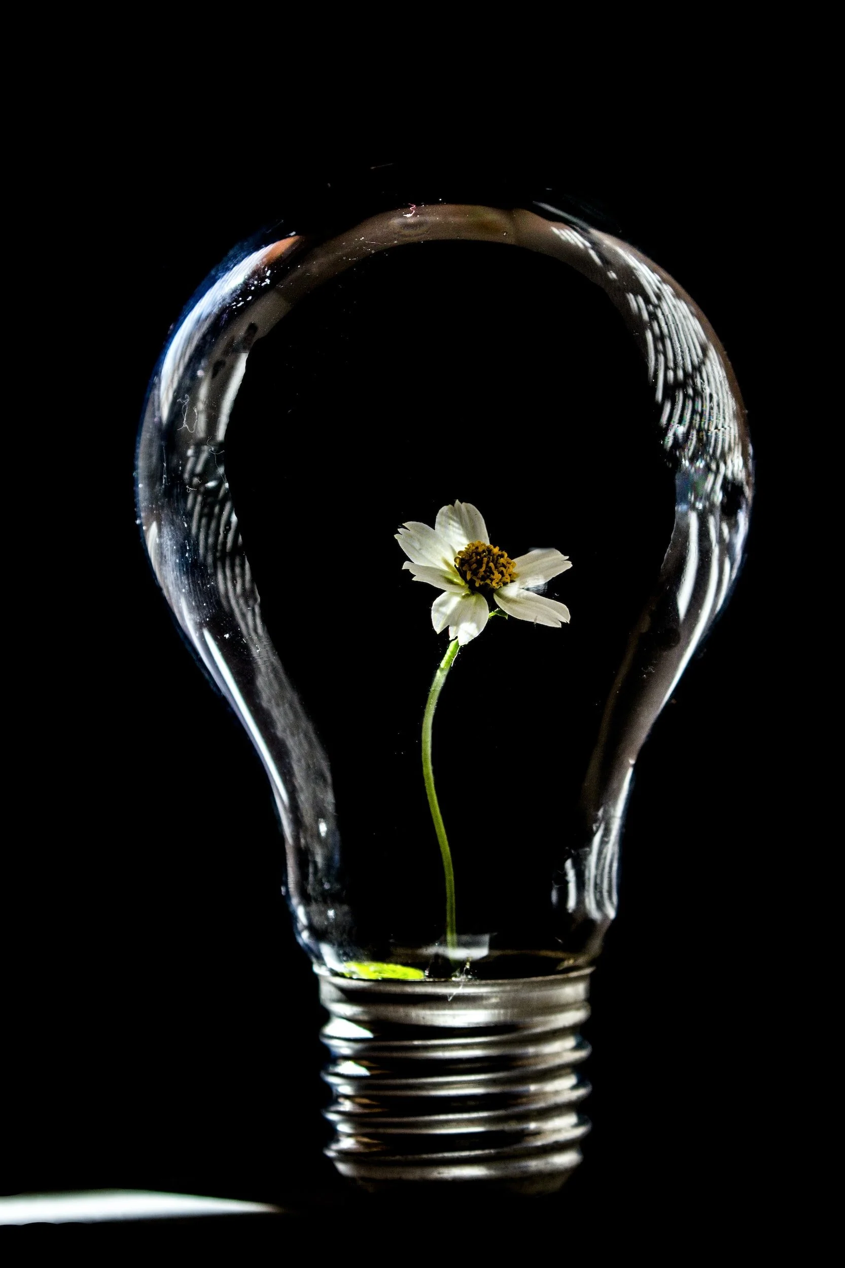 A lightbulb with a white petalled flower inside to represent the clarity, self-discovery and confidence you could get from a breakthrough coaching session with top UK coach Catri Barrett.