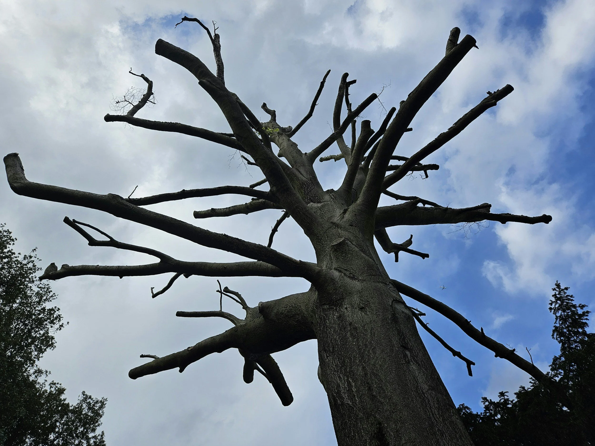 Trauma Susceptibility and the TCM Response