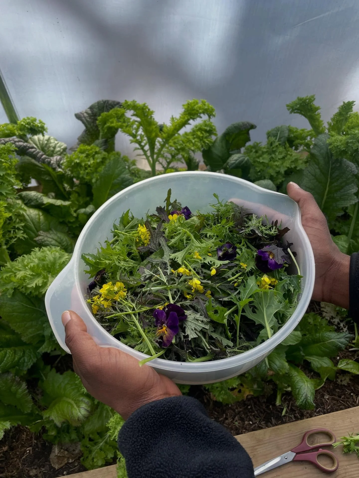 The chimes of springtime - a welcomed arrival 🌀🪻🌱🌷 here are snapshots of what we got up to over the last few sun-kissed days on the land.

And a very hapus alban eilir, navroz mubarak, blessed ostara + eid mubarak ✨🌙 to all observing, celebratin
