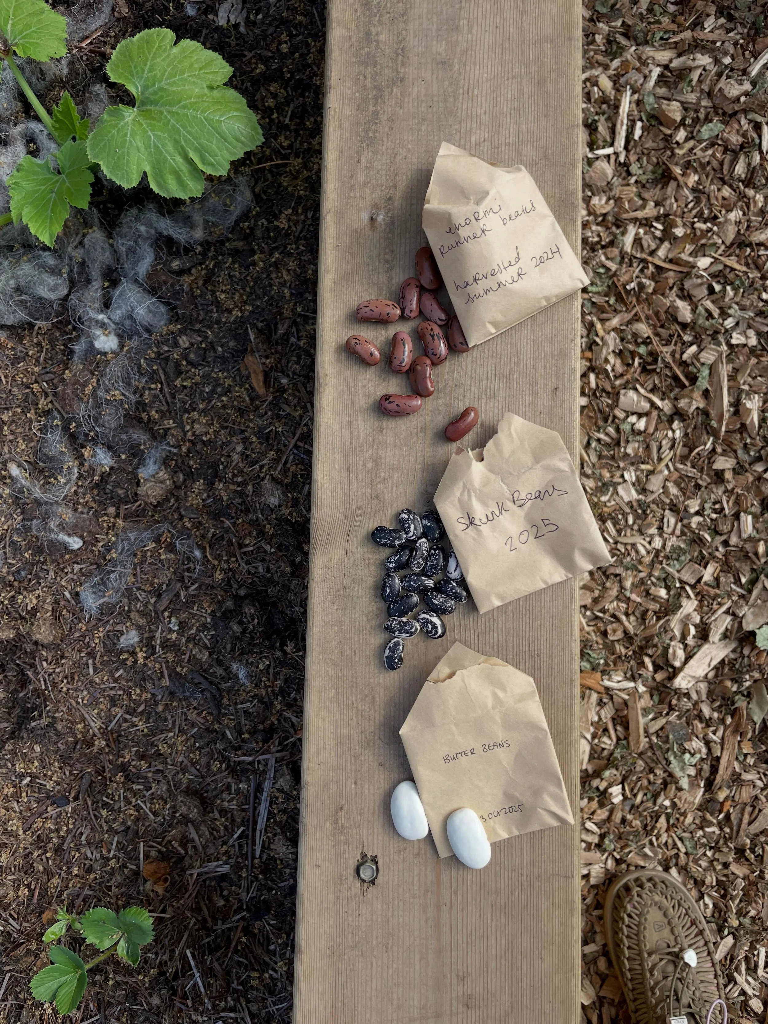 🌬️ reporting from the heat&rsquo;s wave. 🤲🏼✨💦🌿 it finds us sweltering in awe - plant life not long ago stunted in growth, leaves holey, battered or yellowed from torrents of rain, hails and winds - have literally gone on to flourish + grow inche