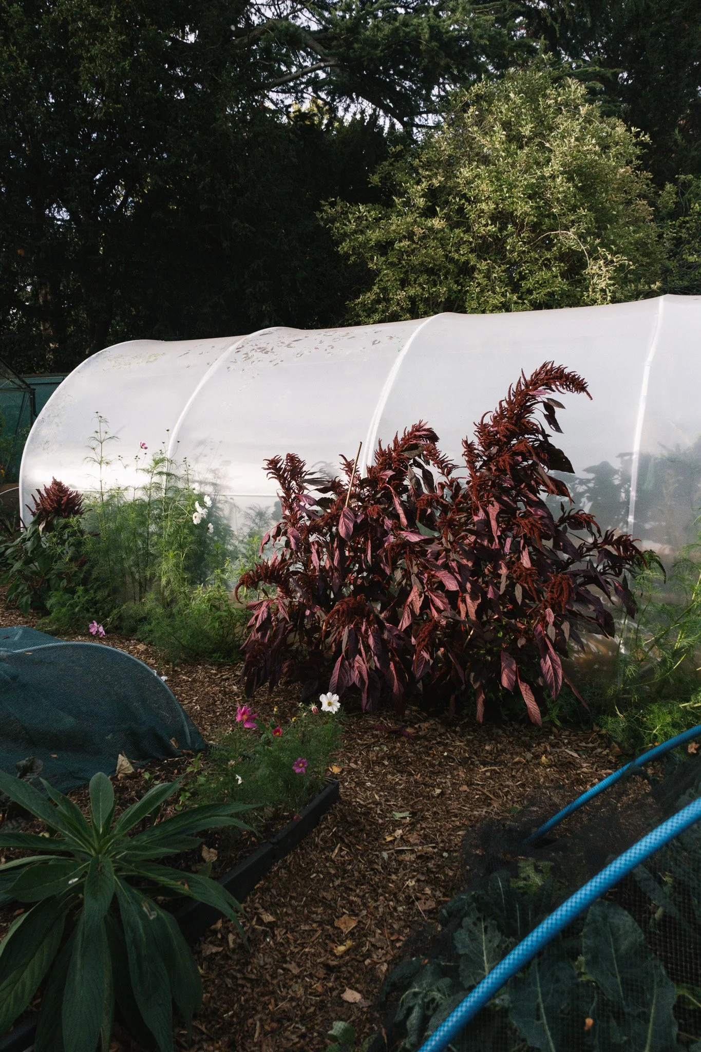 full border of cosmos, lavenders, amaranth, callaloo, lemon verbena + more. october 2026, image by randa toko 