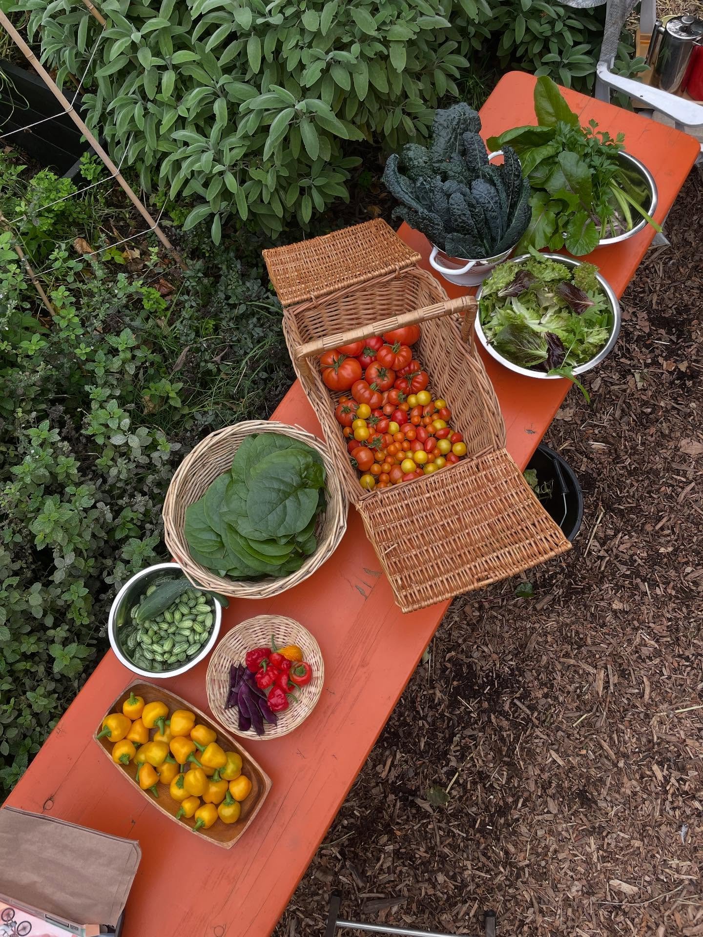 community grown harvest at the garden, autumn 2025