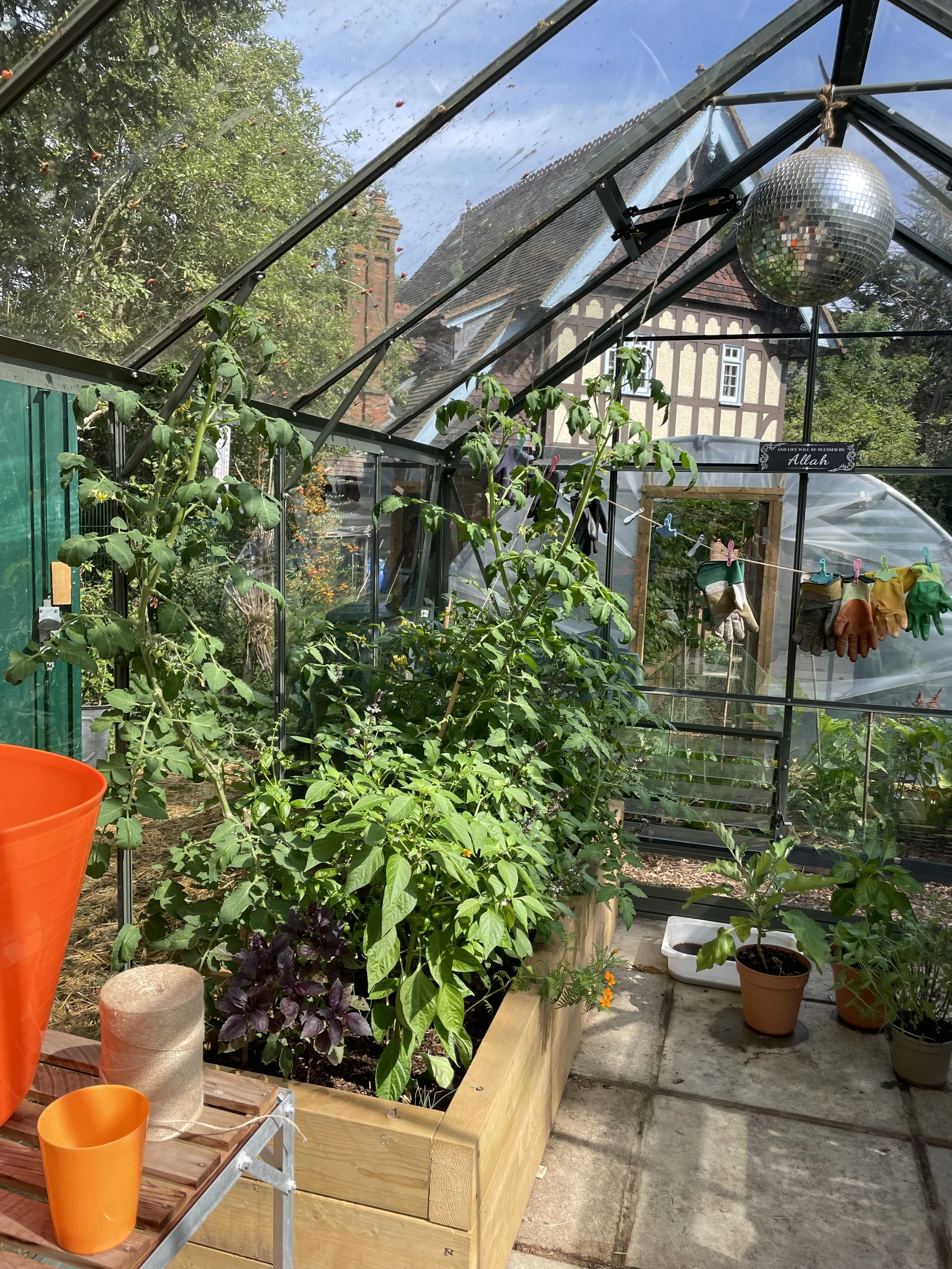 glasshouse thriving, summer 2025