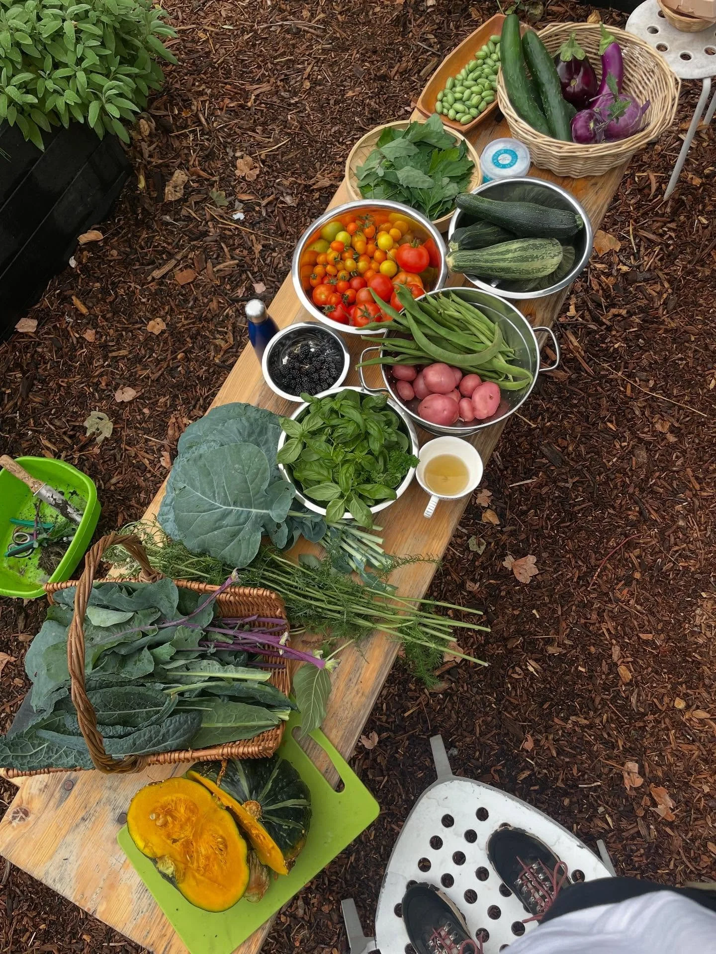 community grown harvest at the garden, autumn 2025