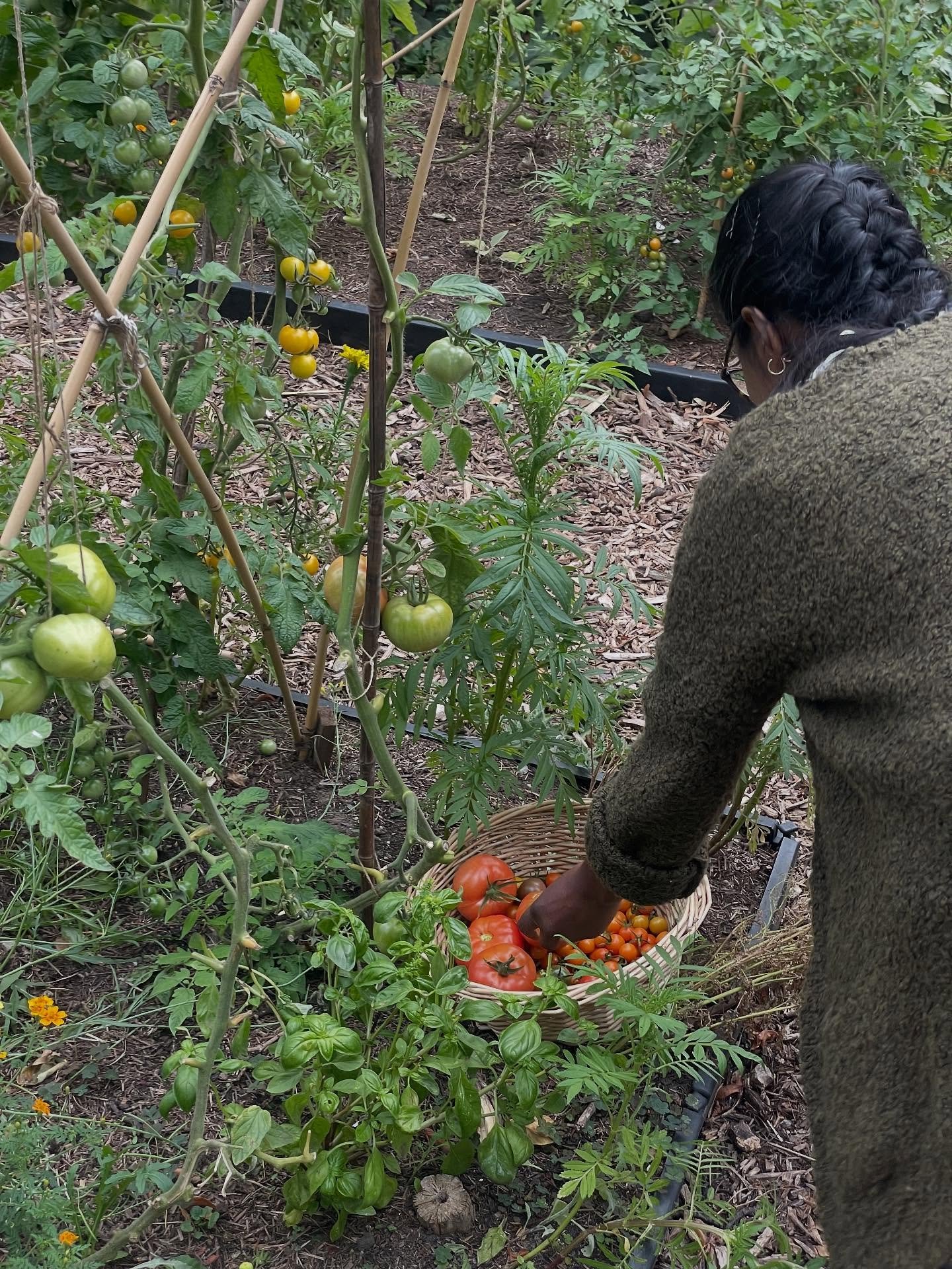 harvesting tomatoes on the land, summer 2025